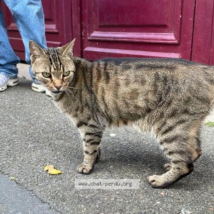 Photo 1/1 Chat trouvé Trouvé à Montreuil