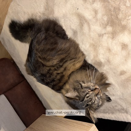 Photo 1/1 petit chat Chat perdu à Berd Huis