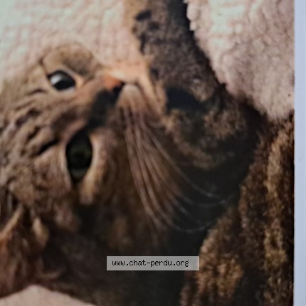 Photo de chat perdu à Canet Sur Aude