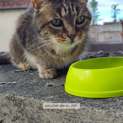 Photo de chat trouvé à Meaux