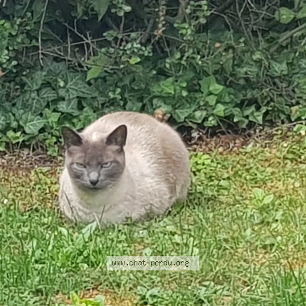 Photo de chat trouvé à Eckbolsheim