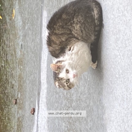 Photo 1/1 Chat trouvé Trouvé à Saint Cloud