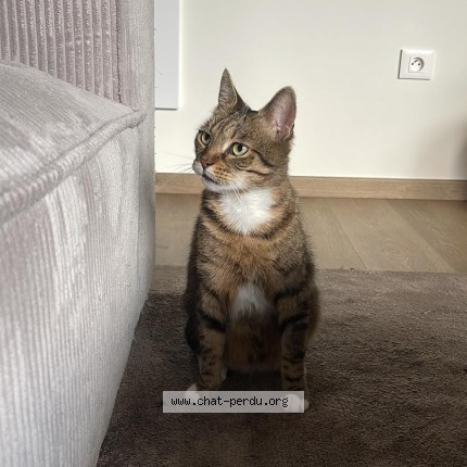 Photo de chat perdu à Saint Andre