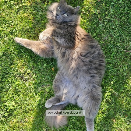 Photo de chat perdu à Angers