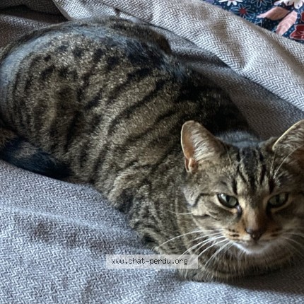 Photo de chat perdu à Toulouse