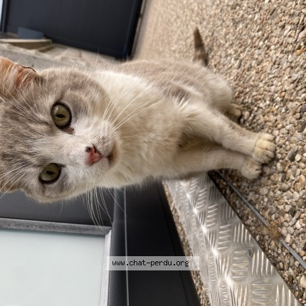 Photo de chat trouvé à Franois