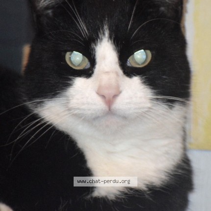 Photo de chat perdu à Baillargues