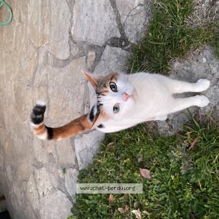 Photo de chat perdu à Montauroux