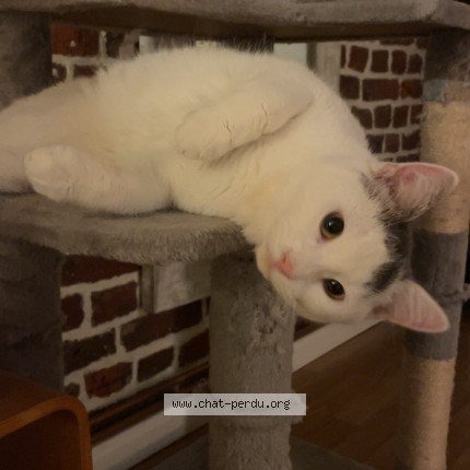 Photo de chat perdu à Lille