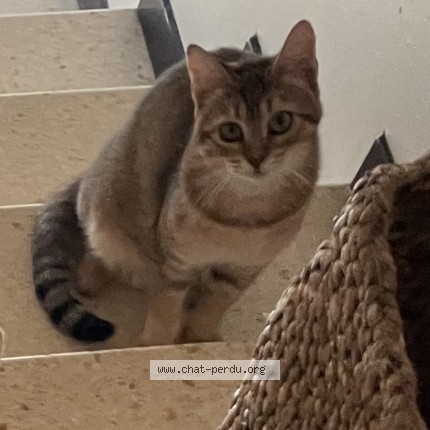 Photo de chat perdu à Arles
