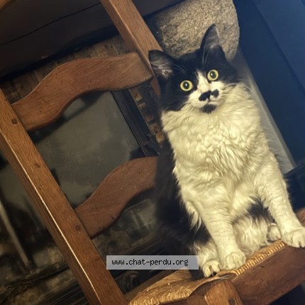 Photo de chat perdu à Saint Brieuc
