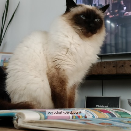Photo de chat perdu à Les Sables D Olonne
