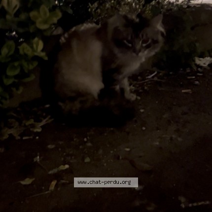 Photo de chat trouvé à Villiers Sur Marne