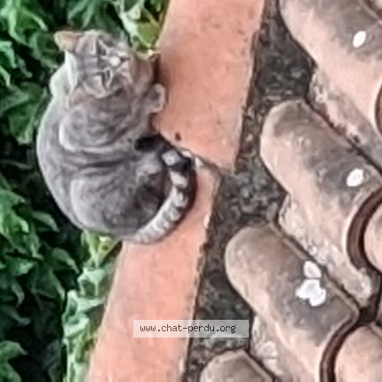 Photo de chat trouvé à Toulouse
