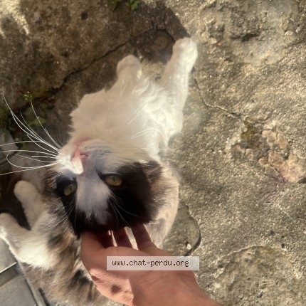 Photo de chat trouvé à Noisy Le Sec