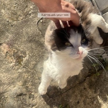Photo 1/1 Chat trouvé Trouvé à Noisy Le Sec