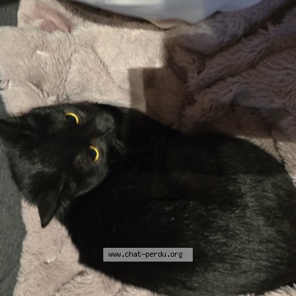 Photo de chat trouvé à Molenbeek Saint Jean