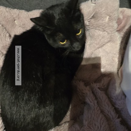 Photo 1/1 Chat trouvé Trouvé à Molenbeek Saint Jean
