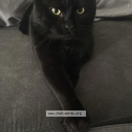 Photo de chat perdu à Faches Thumesnil