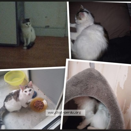 Photo de chat perdu à Reims