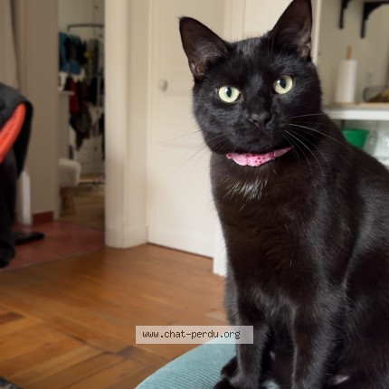 Photo de chat perdu à Fontenais Sous Bois