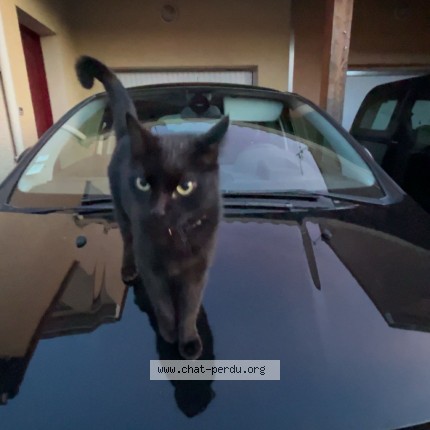 Photo de chat perdu à Marquixanes