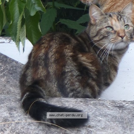 Photo 1/1 BAHIA Chat perdu à Moissy Cramayel