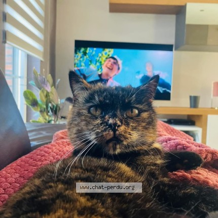 Photo de chat perdu à Neupre