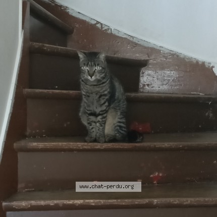 Photo de chat perdu à Chelles