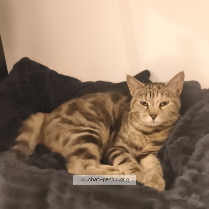 Photo de chat trouvé à Clamart