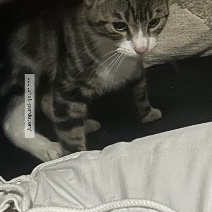 Photo 1/4 Chat trouvé Trouvé à Creil