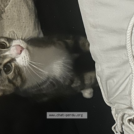 Photo 2/4 Chat trouvé Trouvé à Creil