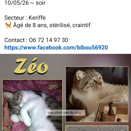 Photo de chat perdu à Gueltas