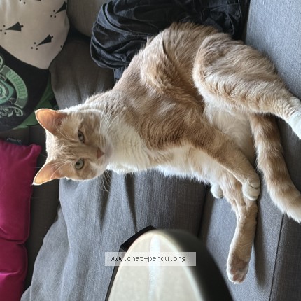 Photo de chat perdu à Salon De Provence
