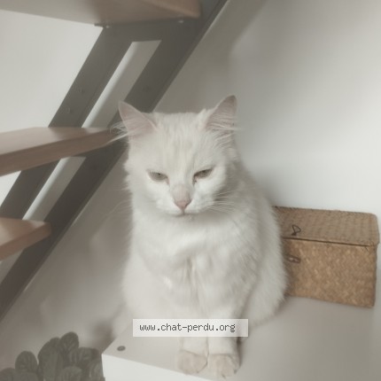 Photo 1/1 Chat trouvé Trouvé à Saint Ulrich