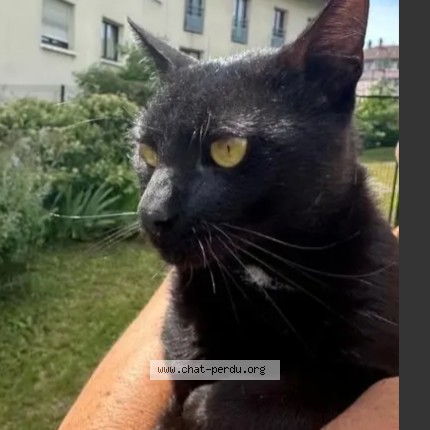 Photo 1/1 Chat trouvé Trouvé à Annecy