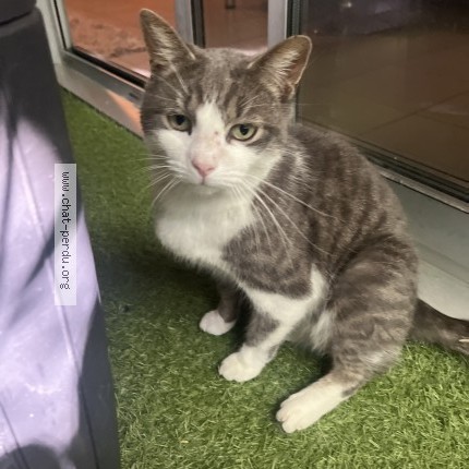 Photo 1/1 Chat trouvé Trouvé à Montpellier