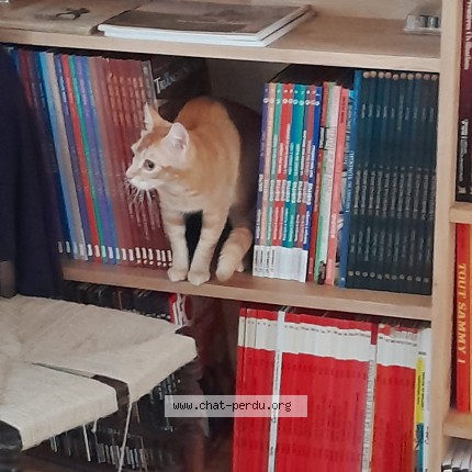 Photo 2/3 Chat trouvé Trouvé à Angouleme