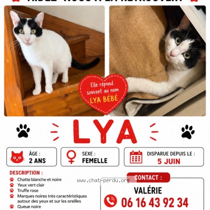 Photo 1/1 lya Chat perdu à Salon De Provence