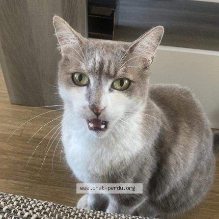 Photo de chat perdu à La Bouille
