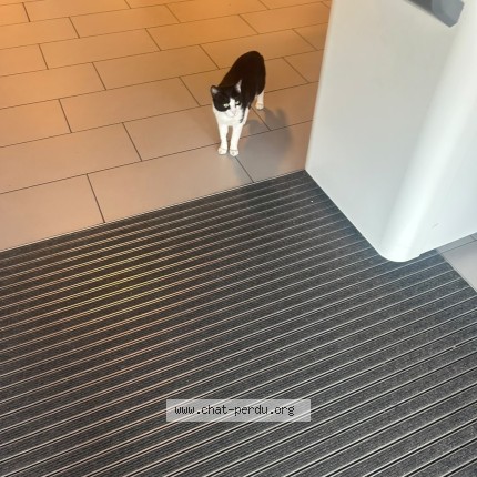 Photo de chat trouvé à Tournefeuille