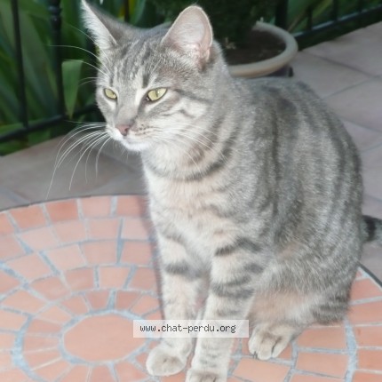 Photo 1/1 Féline Chat perdu à Saint Siffret