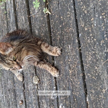Photo de chat trouvé à Cenon