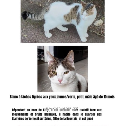 Photo 1/1 Kitty Chat perdu à Verneuil Sur Seine