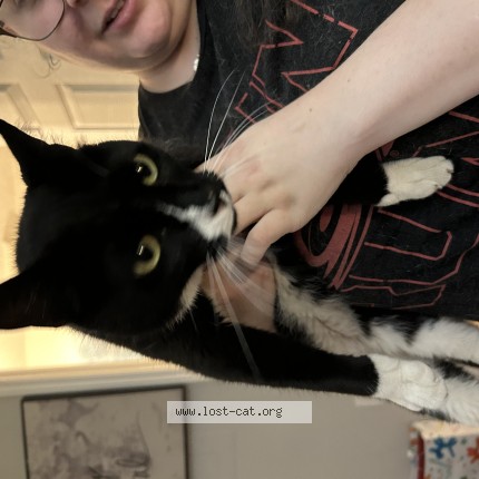 Photo de chat trouvé à Raleigh