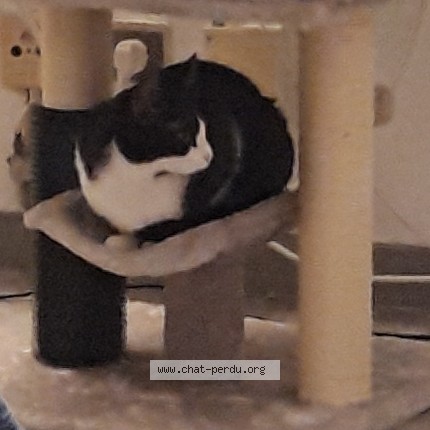 Photo 1/1 Chat retrouvé Perdu à Paris