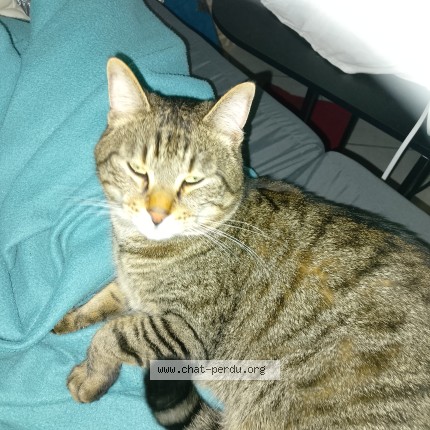 Photo 1/1 Trésor Chat perdu à Chateaudun