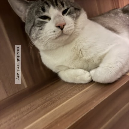 Photo 1/1 Bibi Chat perdu à Grau Du Roi