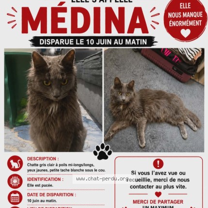 Photo 1/1 Chat retrouvé Perdu à Cagnes Sur Mer