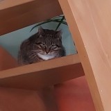 Gozette
